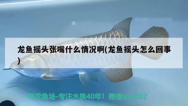 龍魚搖頭張嘴什么情況啊(龍魚搖頭怎么回事) 肺魚