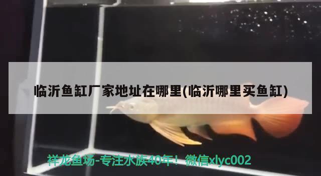 龍魚和銀龍魚的區(qū)別在哪里(銀龍魚和什么魚)