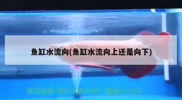 魚缸水流向(魚缸水流向上還是向下) 純血皇冠黑白魟魚