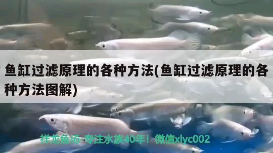 魚(yú)缸過(guò)濾原理的各種方法(魚(yú)缸過(guò)濾原理的各種方法圖解)