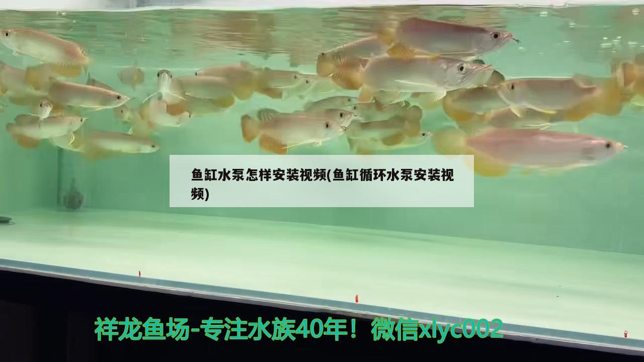 魚缸水泵怎樣安裝視頻(魚缸循環(huán)水泵安裝視頻) 魚缸水泵