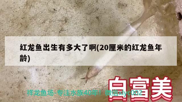 紅龍魚(yú)出生有多大了啊(20厘米的紅龍魚(yú)年齡) 福魟魟魚(yú)