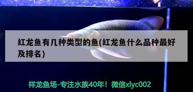 紅龍魚有幾種類型的魚(紅龍魚什么品種最好及排名) 肺魚