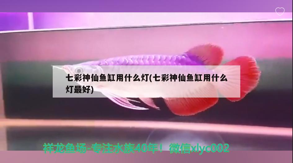 七彩神仙魚缸用什么燈(七彩神仙魚缸用什么燈最好) 七彩神仙魚