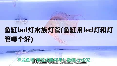 魚缸led燈水族燈管(魚缸用led燈和燈管哪個好) 圖騰金龍魚 第2張