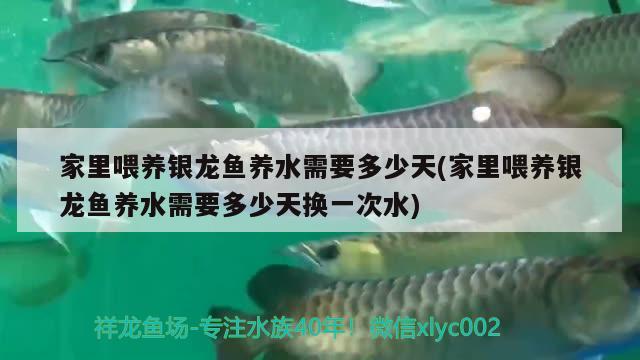 家里喂養(yǎng)銀龍魚養(yǎng)水需要多少天(家里喂養(yǎng)銀龍魚養(yǎng)水需要多少天換一次水) 銀龍魚