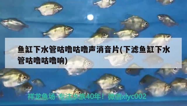 魚缸下水管咕嚕咕嚕聲消音片(下濾魚缸下水管咕嚕咕嚕響) 純血皇冠黑白魟魚