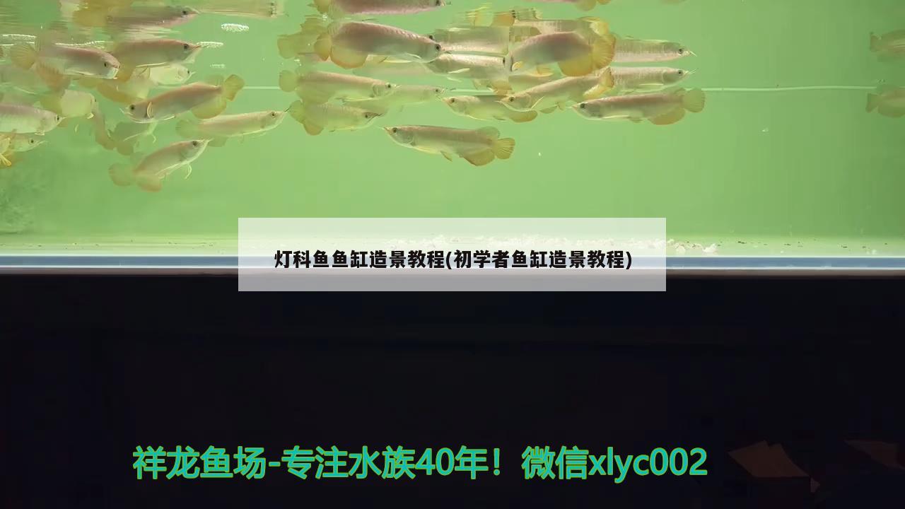 燈科魚魚缸造景教程(初學(xué)者魚缸造景教程) 圣菲埃及魚