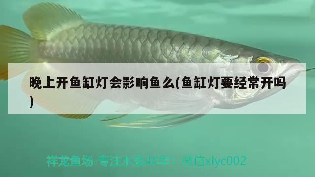 晚上開魚缸燈會影響魚么(魚缸燈要經(jīng)常開嗎) 稀有金龍魚