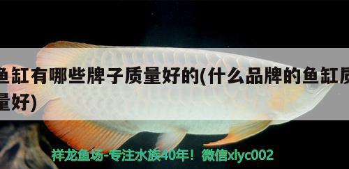 魚缸有哪些牌子質(zhì)量好的(什么品牌的魚缸質(zhì)量好) 龍魚百科