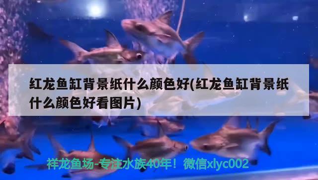 魟魚尾巴被咬斷了會死嗎：魚的尾巴有什么作用