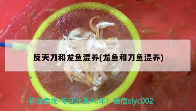 反天刀和龍魚混養(yǎng)(龍魚和刀魚混養(yǎng))