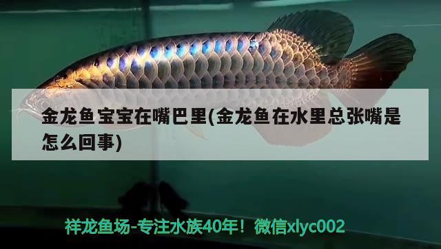 金龍魚寶寶在嘴巴里(金龍魚在水里總張嘴是怎么回事) 藍帆三間魚