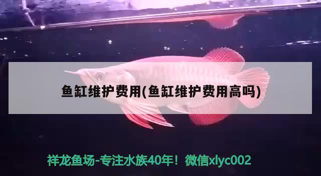 魚(yú)缸維護(hù)費(fèi)用(魚(yú)缸維護(hù)費(fèi)用高嗎) 印尼小紅龍