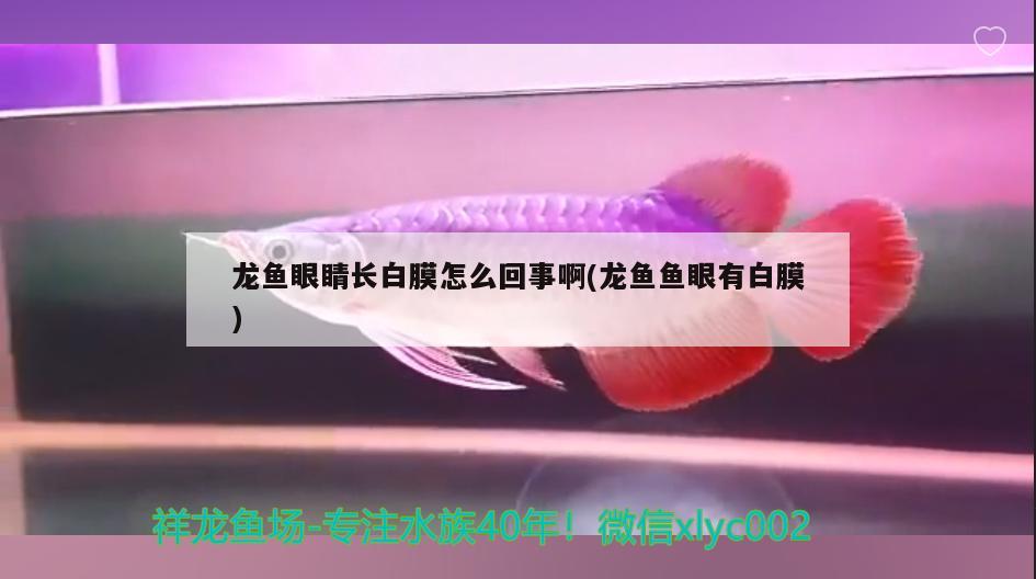 龍魚眼睛長白膜怎么回事啊(龍魚魚眼有白膜)