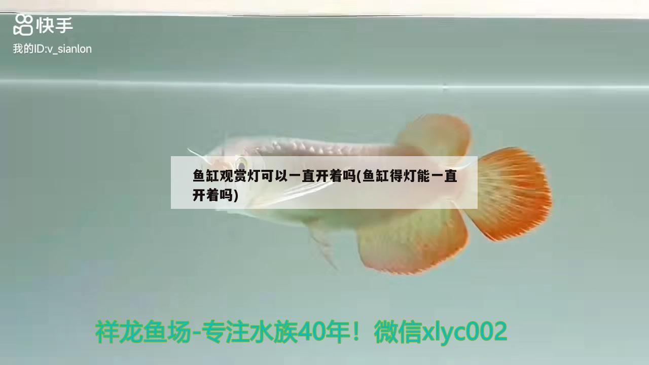 魚缸觀賞燈可以一直開著嗎(魚缸得燈能一直開著嗎) 錦鯉魚