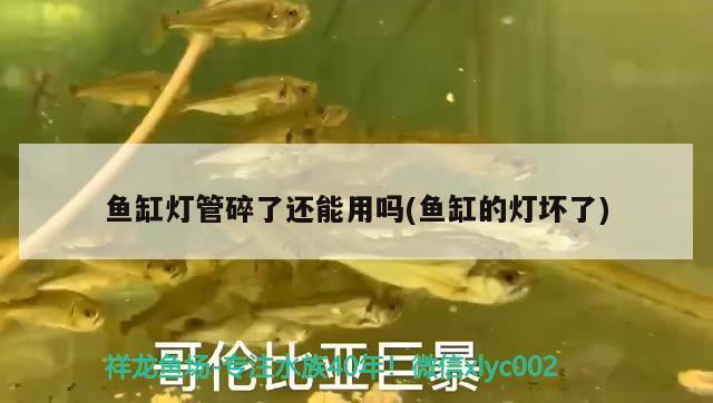 魚缸燈管碎了還能用嗎(魚缸的燈壞了) 稀有紅龍品種