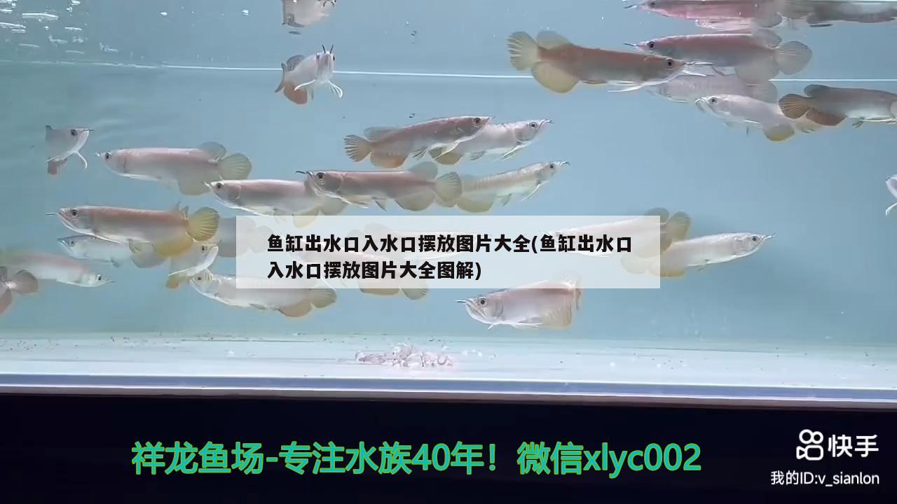 魚缸出水口入水口擺放圖片大全(魚缸出水口入水口擺放圖片大全圖解) 黃金鴨嘴魚