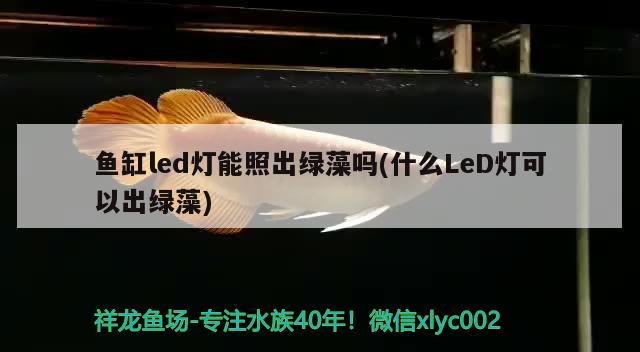 魚缸led燈能照出綠藻嗎(什么LeD燈可以出綠藻) 麥肯斯銀版魚