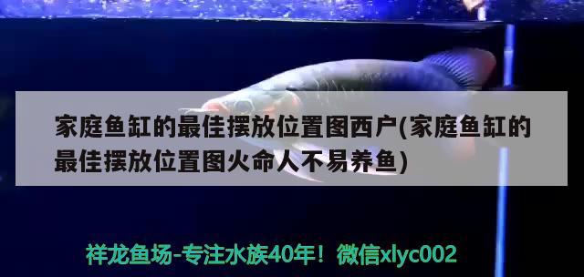 家庭魚缸的最佳擺放位置圖西戶(家庭魚缸的最佳擺放位置圖火命人不易養(yǎng)魚)