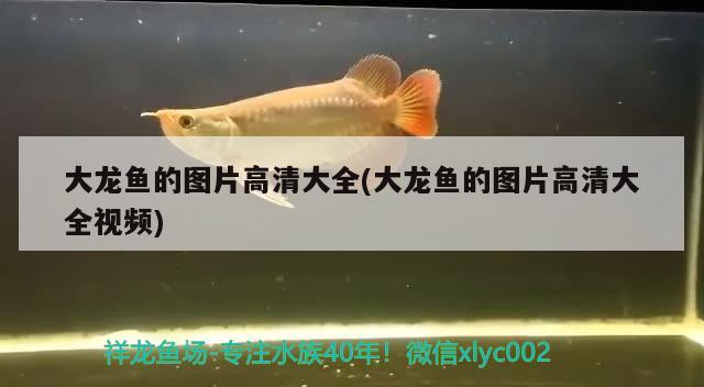 銅陵魚缸哪里有賣的呀電話多少號(hào)銅陵魚缸銅陵寵物店在線購(gòu)買電話號(hào)碼，銅陵魚缸哪里有賣的呀