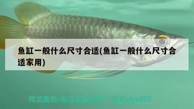 魚(yú)缸一般什么尺寸合適(魚(yú)缸一般什么尺寸合適家用)