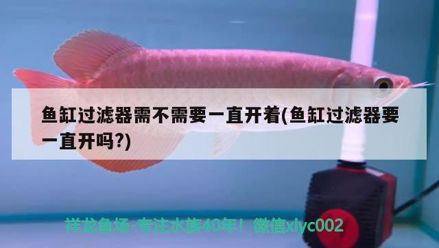 魚缸過濾器需不需要一直開著(魚缸過濾器要一直開嗎?) 銀龍魚百科