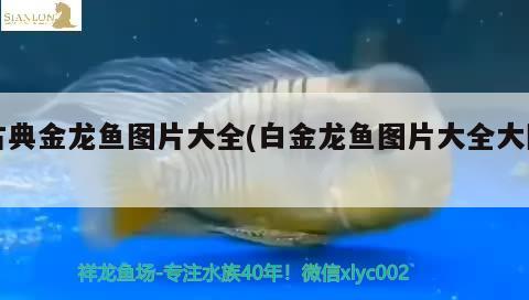 古典金龍魚圖片大全(白金龍魚圖片大全大圖) 埃及神仙魚