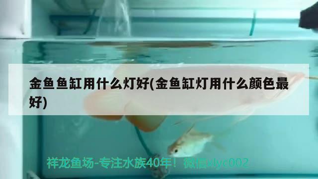 金魚魚缸用什么燈好(金魚缸燈用什么顏色最好) 龍魚百科 第2張