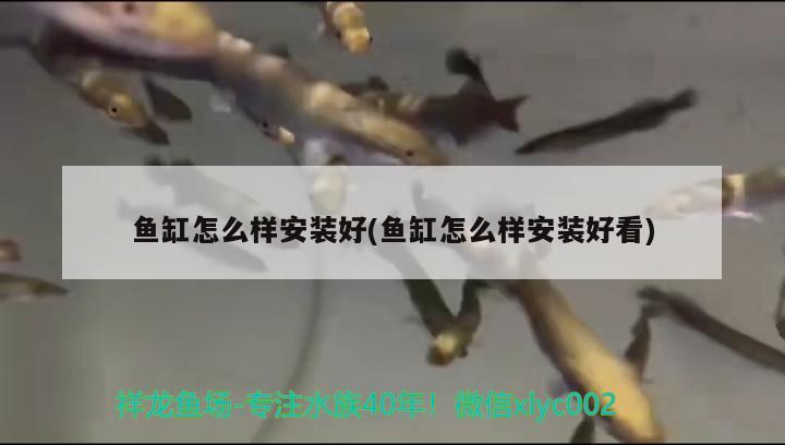 魚缸怎么樣安裝好(魚缸怎么樣安裝好看) 黑云魚