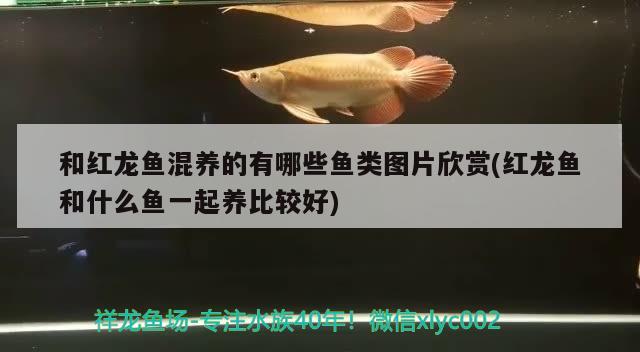 和紅龍魚混養(yǎng)的有哪些魚類圖片欣賞(紅龍魚和什么魚一起養(yǎng)比較好) 大正錦鯉魚