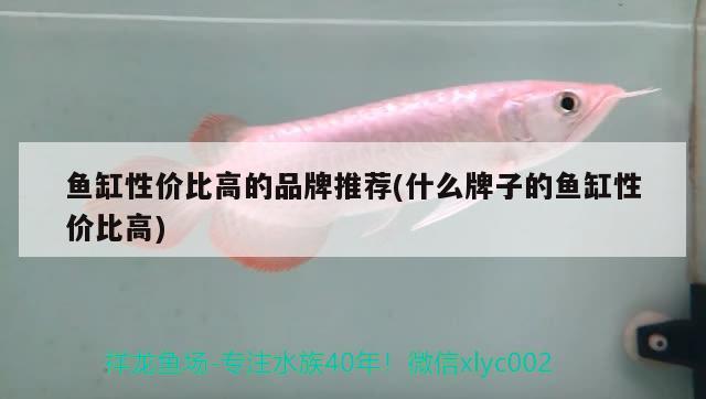 魚缸性價比高的品牌推薦(什么牌子的魚缸性價比高)