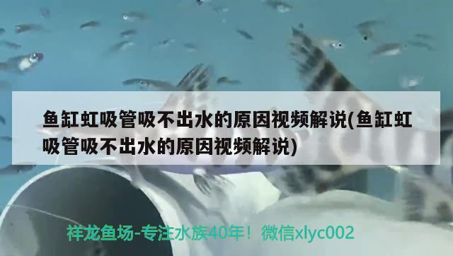 魚缸虹吸管吸不出水的原因視頻解說(魚缸虹吸管吸不出水的原因視頻解說) 印尼四紋虎