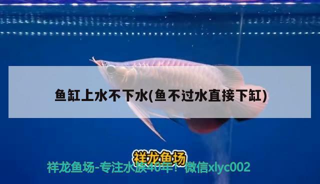 魚缸上水不下水(魚不過水直接下缸) 過背金龍魚