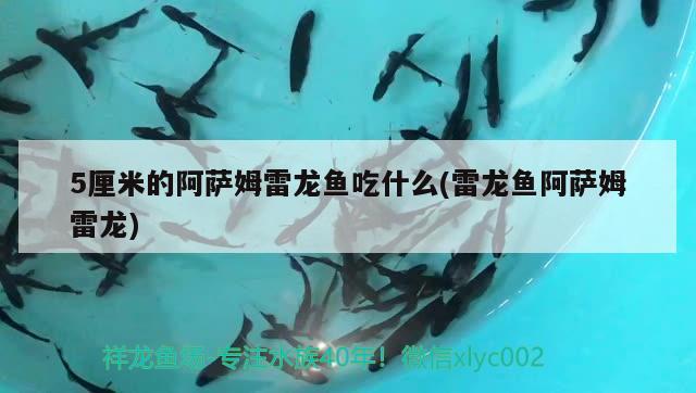 魚缸照明燈可以24小時全天開嗎視頻：手機拍魚缸的正確方法