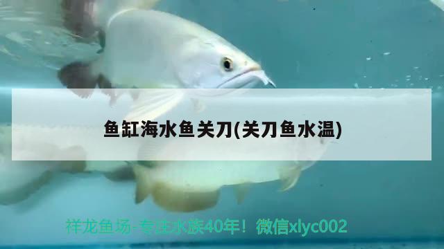 魚缸海水魚關(guān)刀(關(guān)刀魚水溫) 海水魚