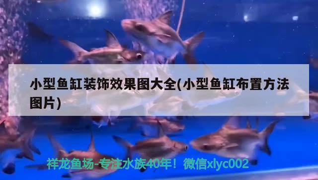 小型魚缸裝飾效果圖大全(小型魚缸布置方法圖片)