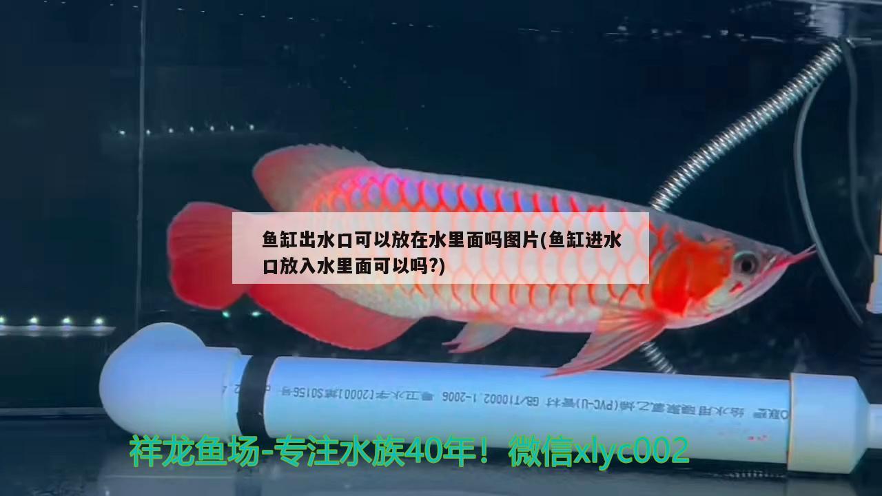 魚缸出水口可以放在水里面嗎圖片(魚缸進(jìn)水口放入水里面可以嗎?) B級(jí)過背金龍魚