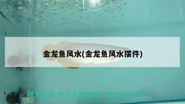 金龍魚風水(金龍魚風水擺件) 魚缸風水