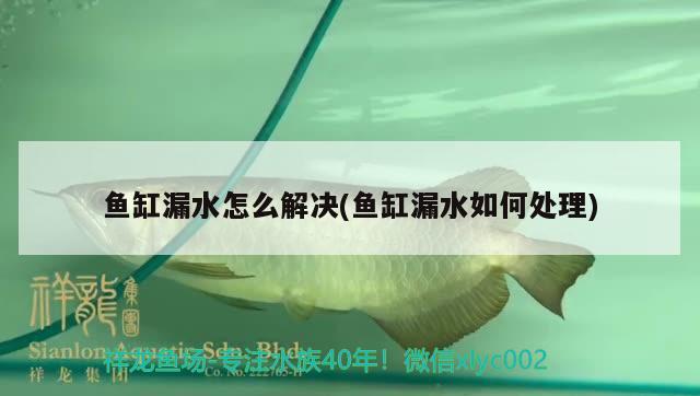 魚缸漏水怎么解決(魚缸漏水如何處理) 南美異形觀賞魚