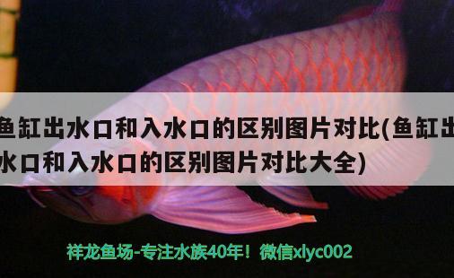 彩蝶魚(yú)缸哪款性價(jià)比高(彩蝶魚(yú)缸哪款性價(jià)比高)