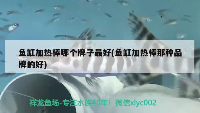 魚(yú)缸加熱棒哪個(gè)牌子最好(魚(yú)缸加熱棒那種品牌的好)