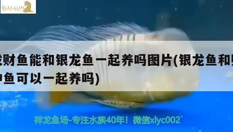 發(fā)財魚能和銀龍魚一起養(yǎng)嗎圖片(銀龍魚和財神魚可以一起養(yǎng)嗎)