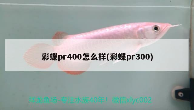 彩蝶pr400怎么樣(彩蝶pr300) 黃吉金龍（白子金龍魚(yú)）