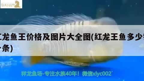 紅龍魚王價(jià)格及圖片大全圖(紅龍王魚多少錢一條) 大正錦鯉魚