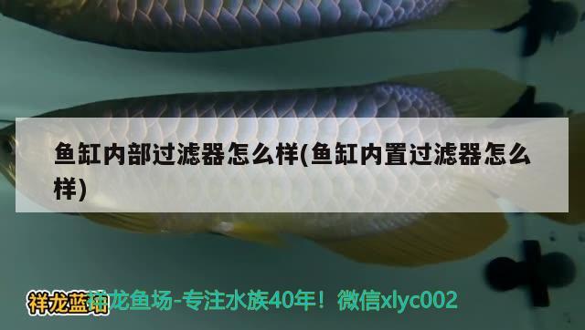 魚缸內(nèi)部過濾器怎么樣(魚缸內(nèi)置過濾器怎么樣) 南美異型魚