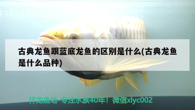 古典龍魚跟藍底龍魚的區(qū)別是什么(古典龍魚是什么品種)