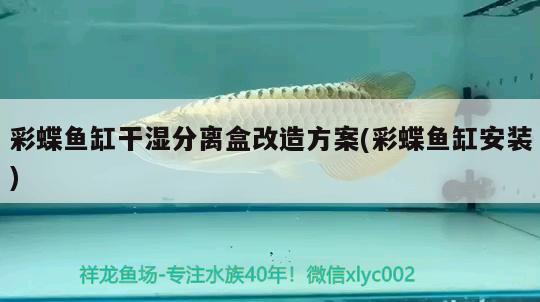 彩蝶魚缸干濕分離盒改造方案(彩蝶魚缸安裝) 觀賞魚魚苗 第3張