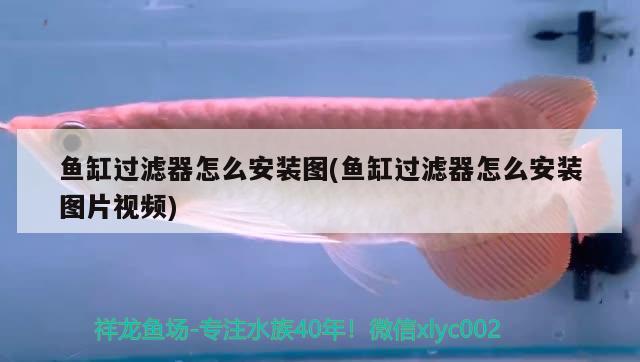 魚(yú)缸過(guò)濾器怎么安裝圖(魚(yú)缸過(guò)濾器怎么安裝圖片視頻) 白子關(guān)刀魚(yú)