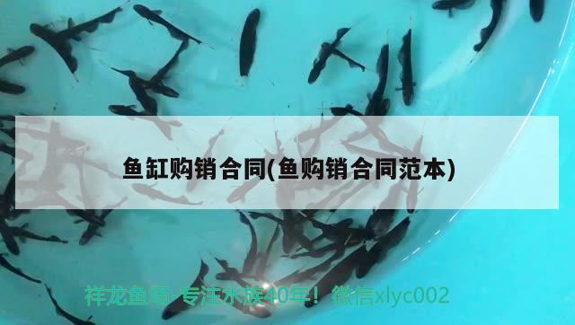 魚(yú)缸購(gòu)銷(xiāo)合同(魚(yú)購(gòu)銷(xiāo)合同范本)